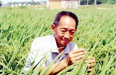 袁隆平 袁隆平